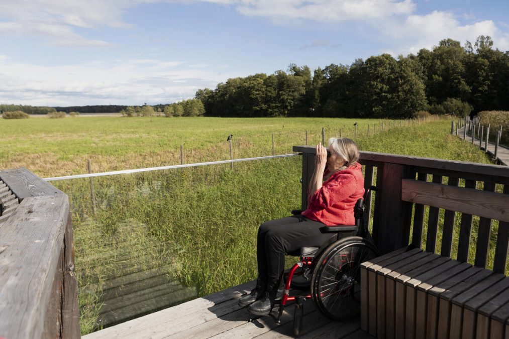 Pyörätuolissa istuva nainen kiikaroi lintuja Lammassaaren esteettömän pitkospolun tähystystasanteelta.